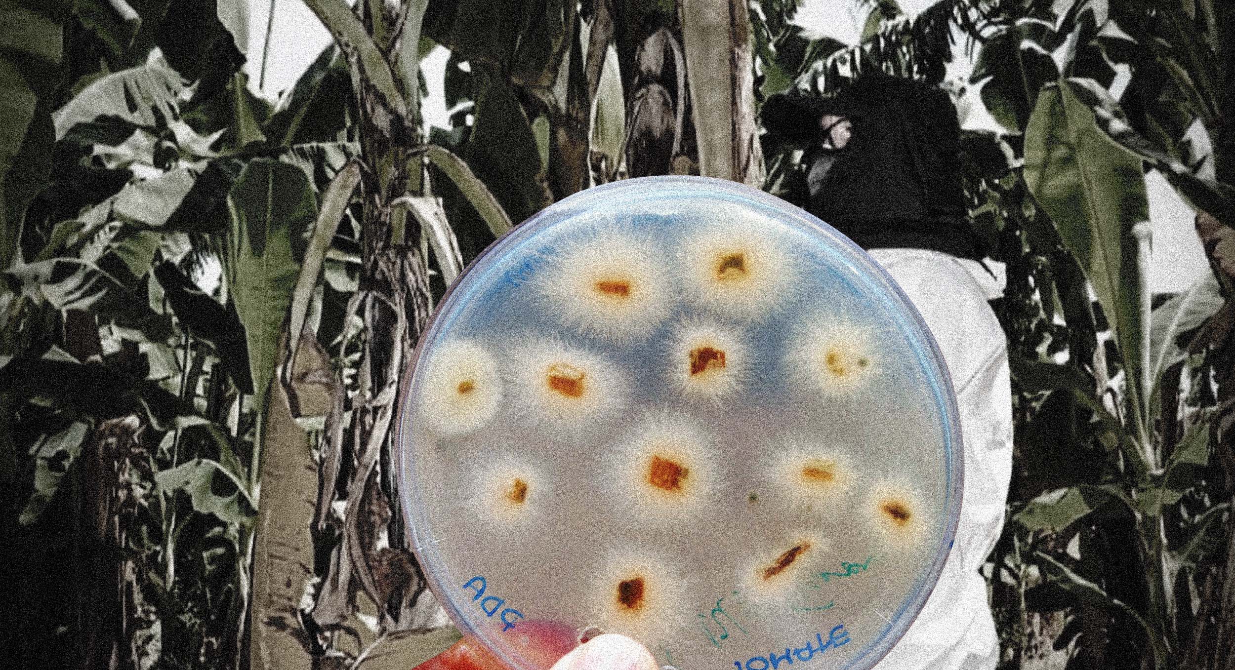 Agricultura de Piura en alerta por hongo fusarium y la urgencia de formalización estatal