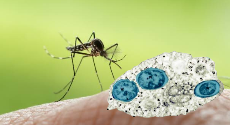 Wolbachia: la bacteria que puede reducir la transmisión del dengue