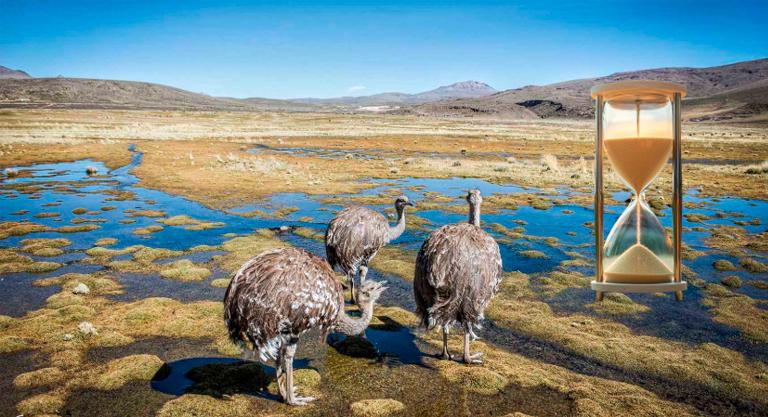 Falta de recursos amenaza la conservación del suri en el sur del Perú